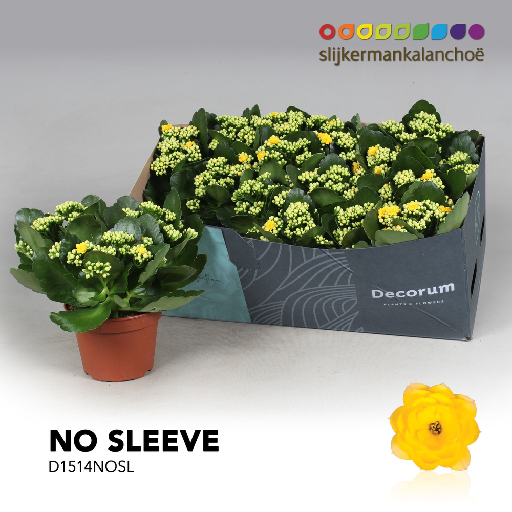Kalanchoe No Sleeve- Yellow.