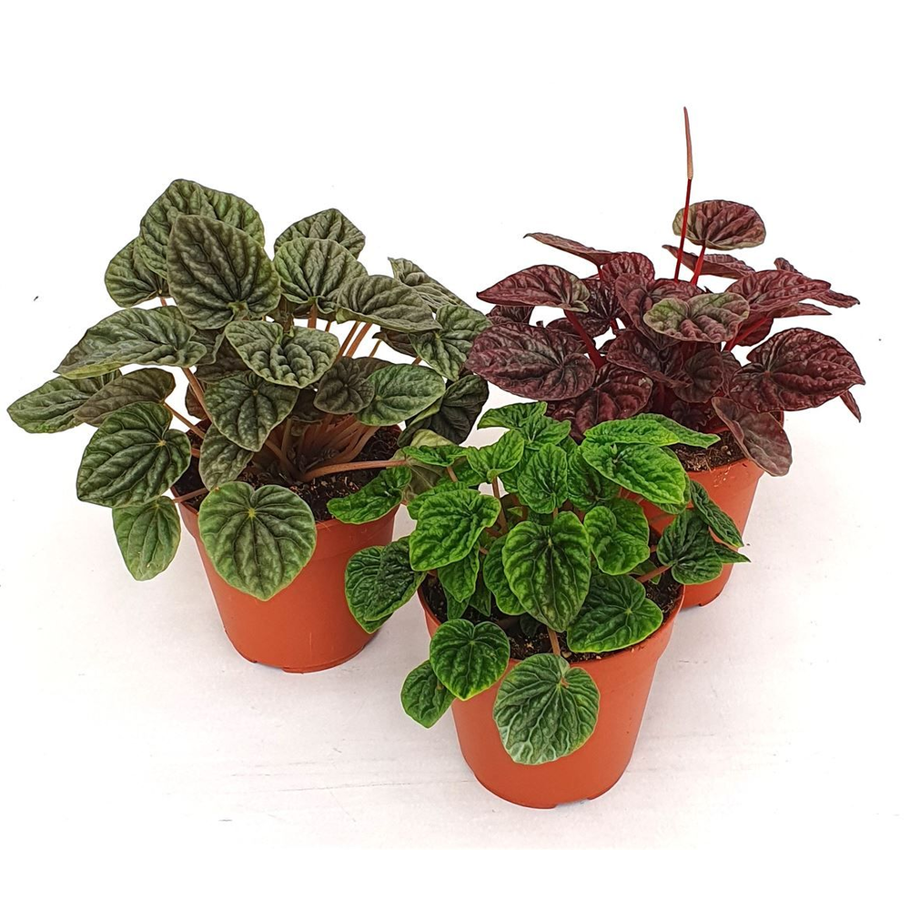 Peperomia caperata gemengd.