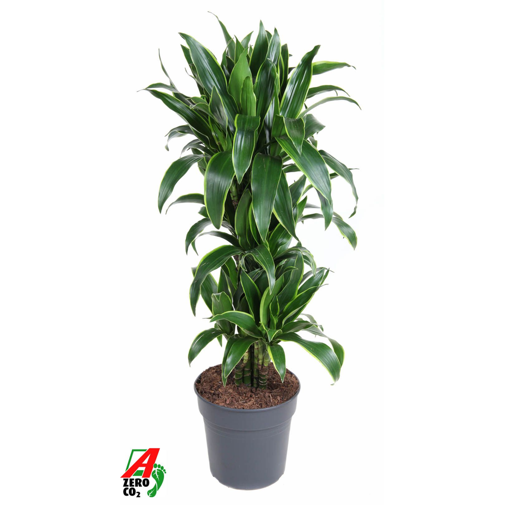 Dracaena Arturo vertakt P27.