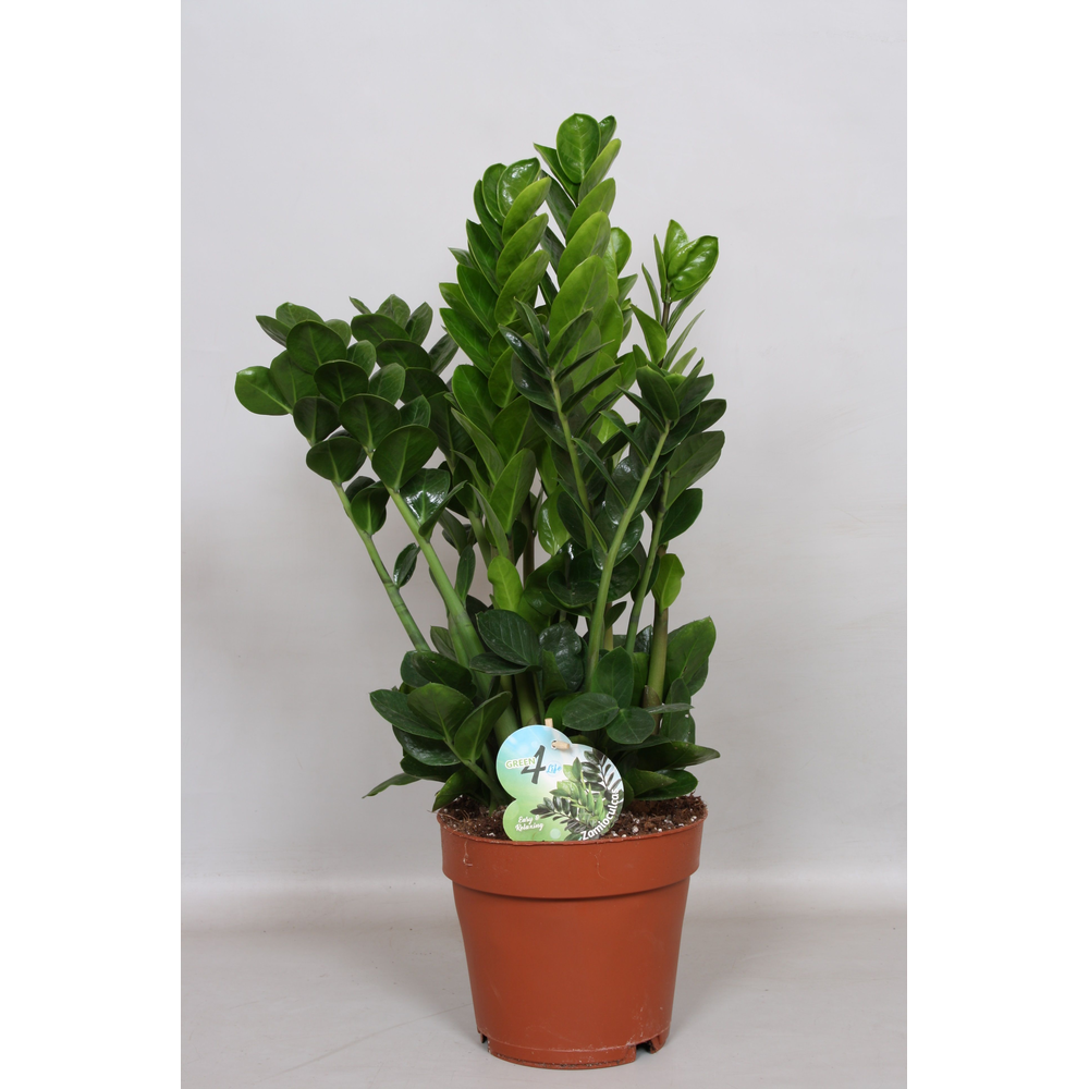 Zamigo 'Midori' easy & relaxing - Green4life.