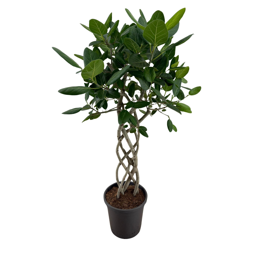 Ficus Benghalensis Audrey mat p31.