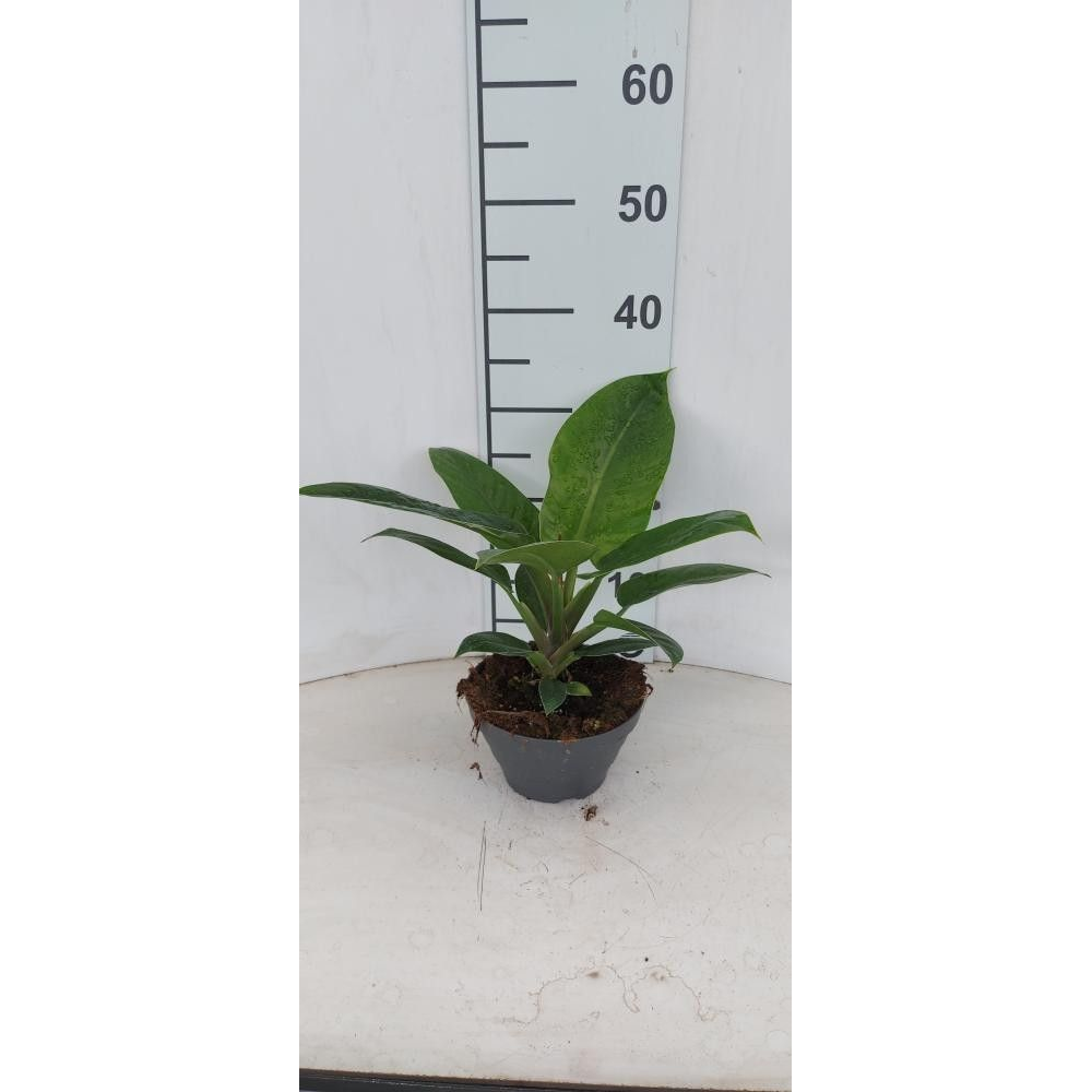 Philodendron Imperial Green P17 Bowl.