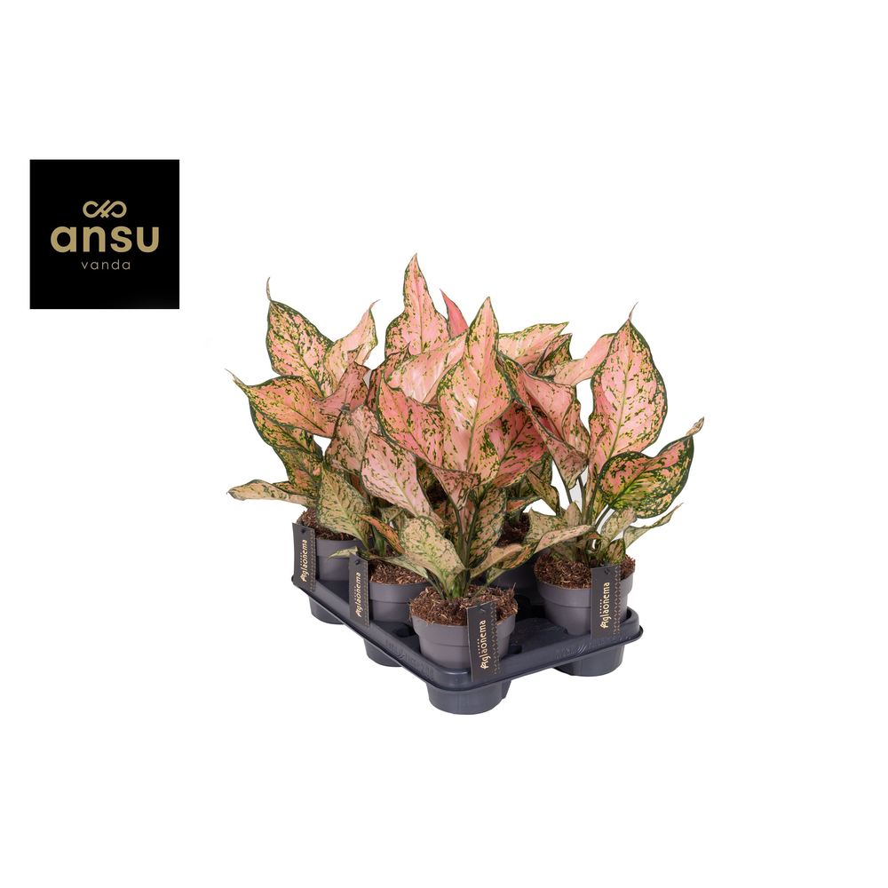 Aglaonema Pink Dolphin.