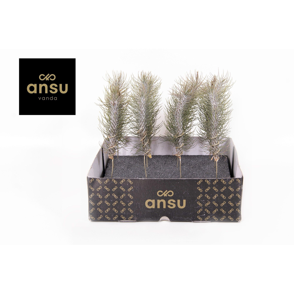 Tillandsia Funckiana Crazy Love.