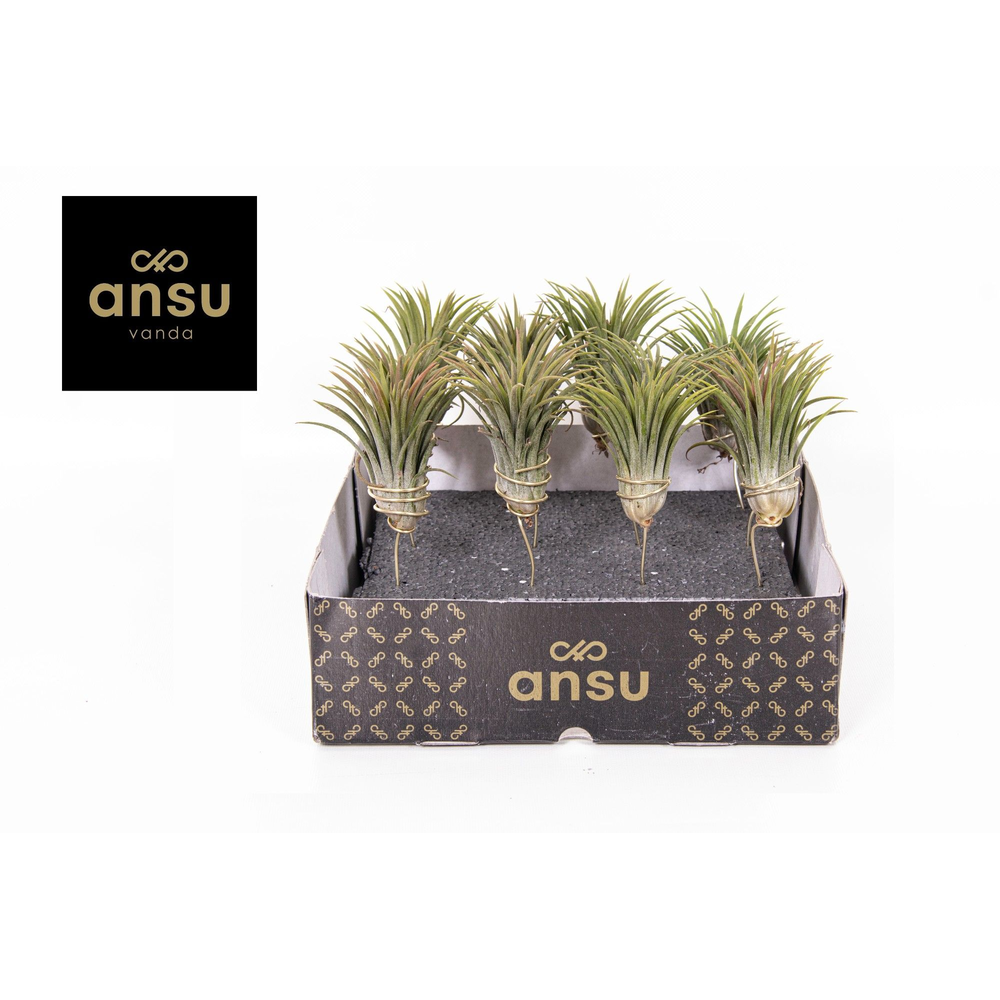 Tillandsia Ionantha.