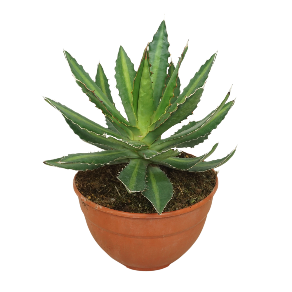 Agave lophanta 20 cm.