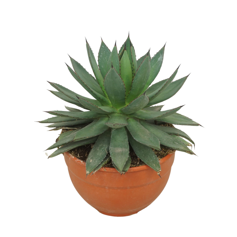 Agave 'Red edge' COMPACT 20 cm.