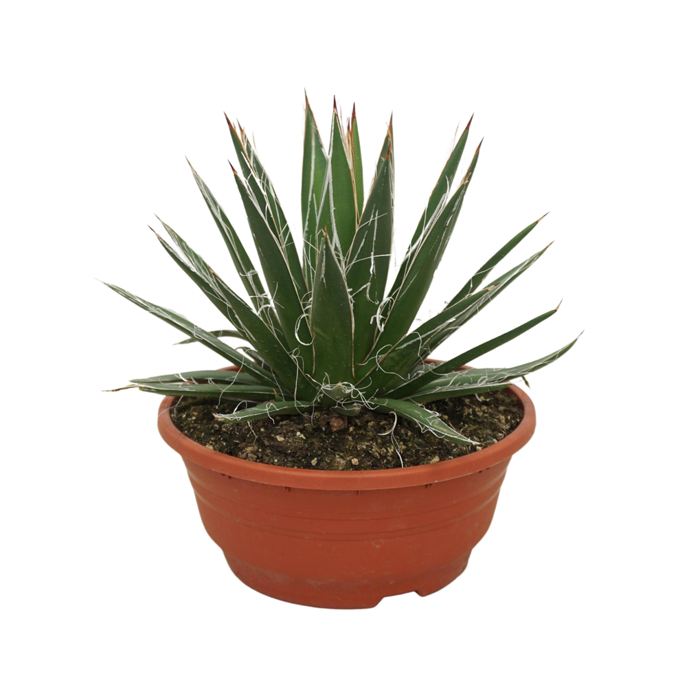 Agave filifera 20 cm.
