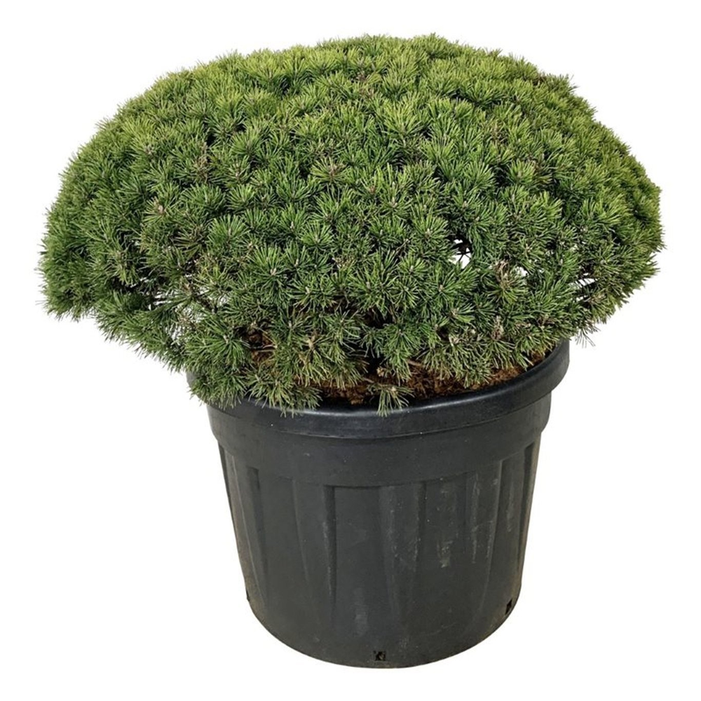Pinus mugo 'Mops'.