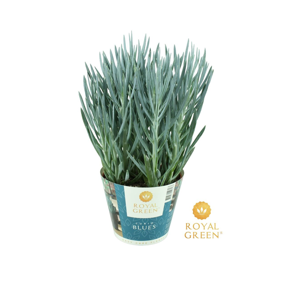 Curio Blues potcover 15cm.