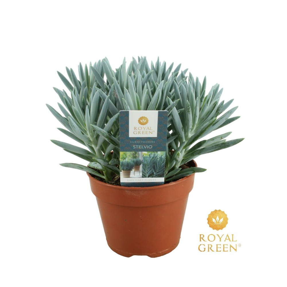 Curio Stelvio 15 cm.