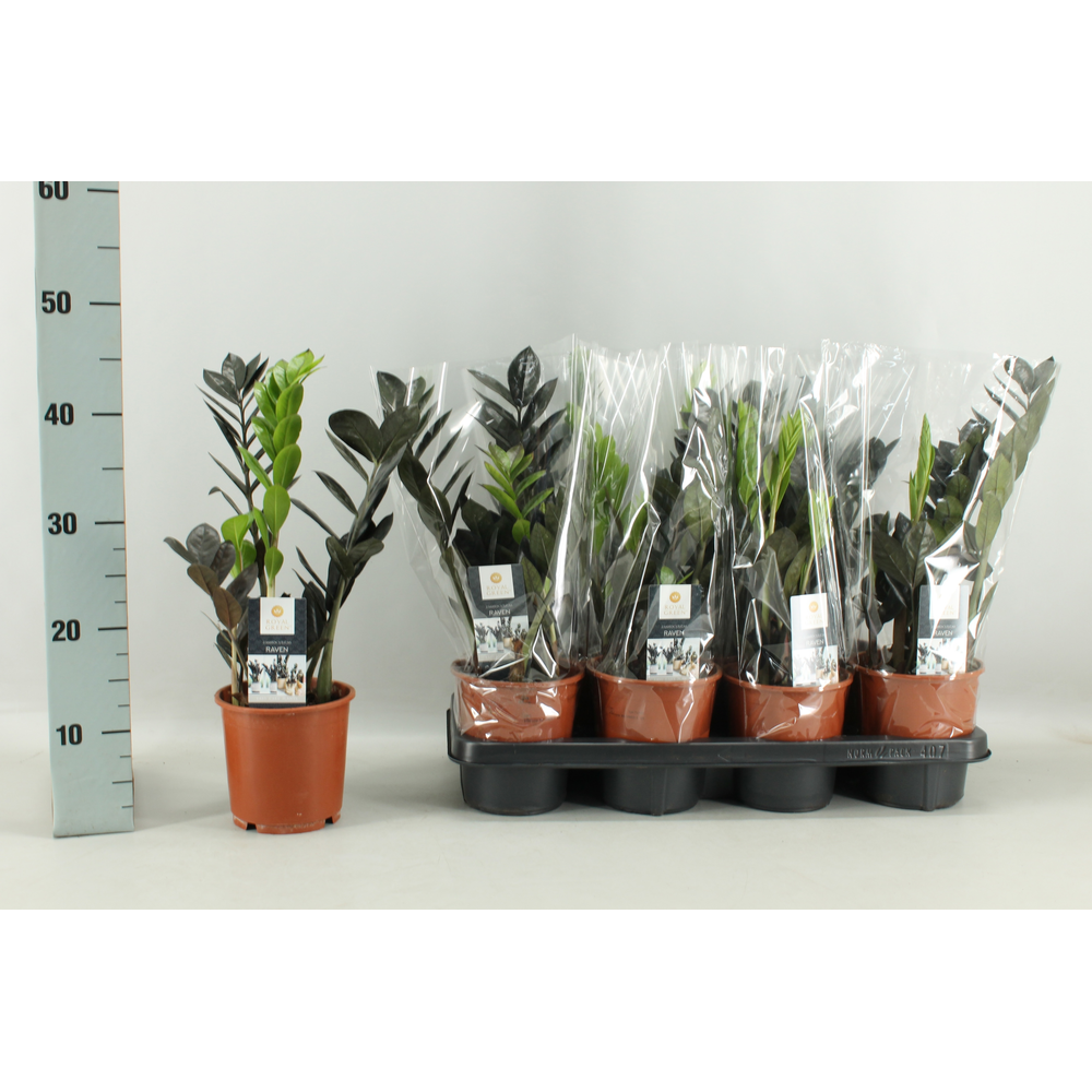 Zamioculcas Raven 14cm.