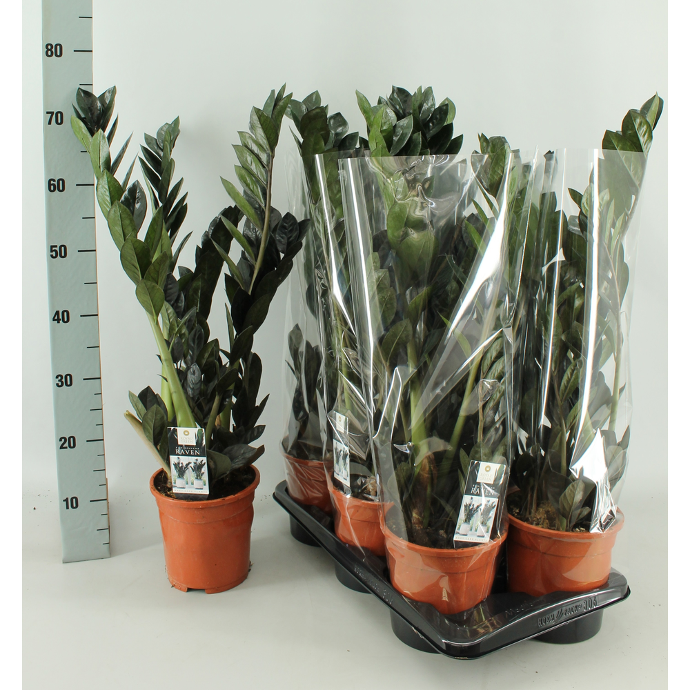Zamioculcas Raven 17cm.