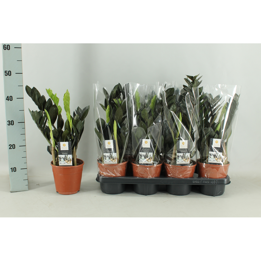 Zamioculcas Raven 14cm.