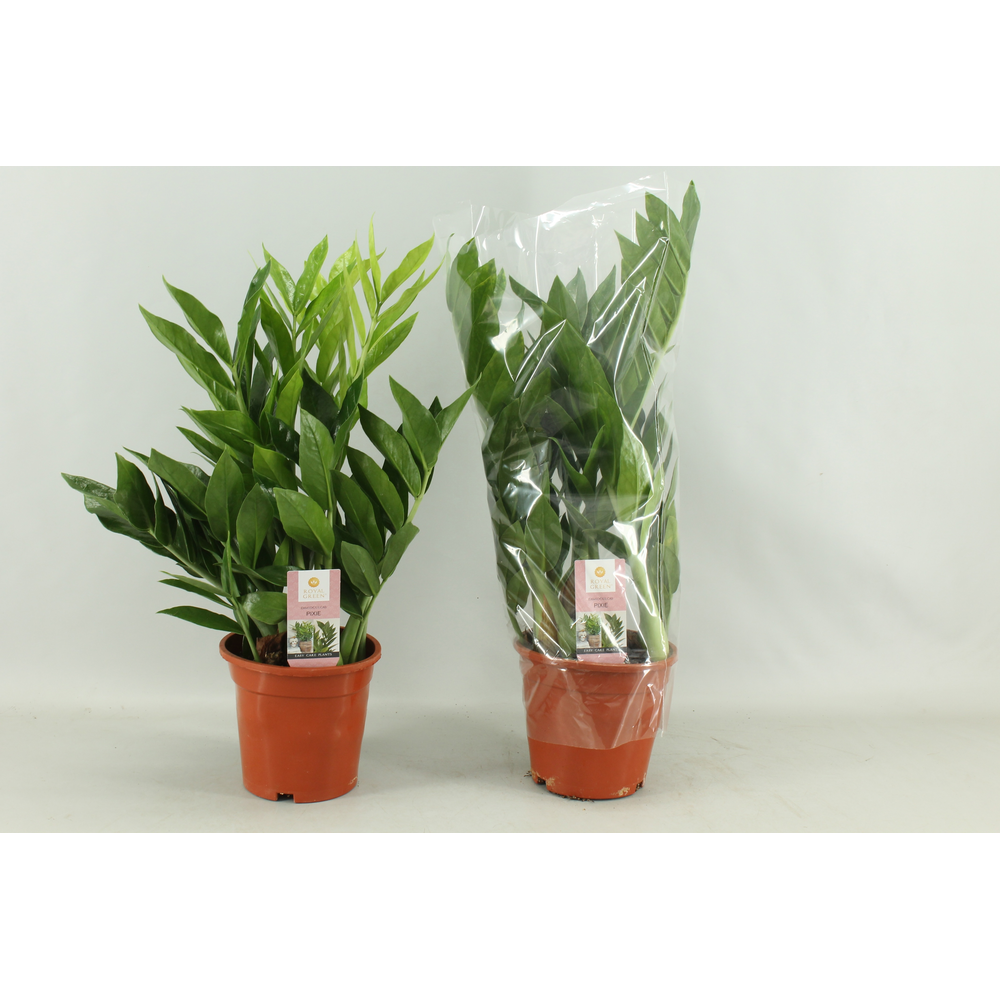 Zamioculcas Pixie 17cm.