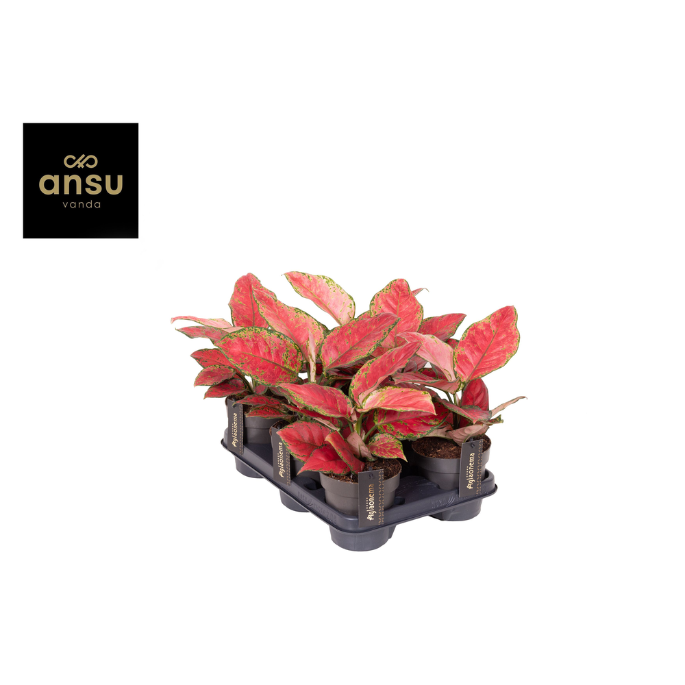 Aglaonema Cayenne Red.