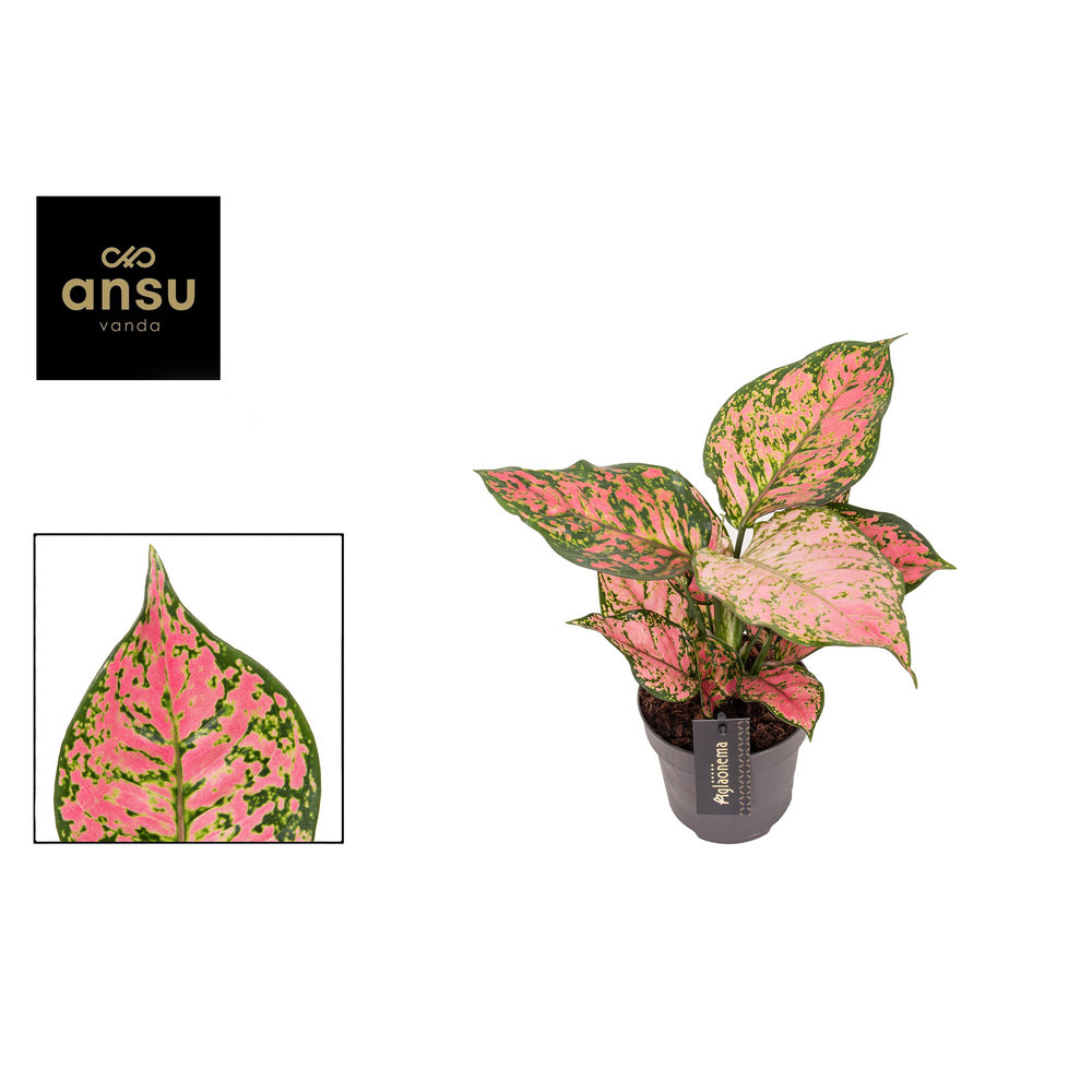 Aglaonema Crimson Love.