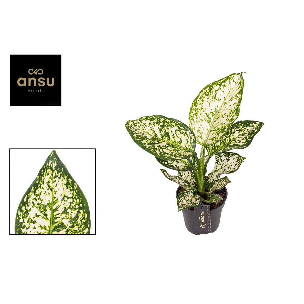 Aglaonema Ivory Jade.