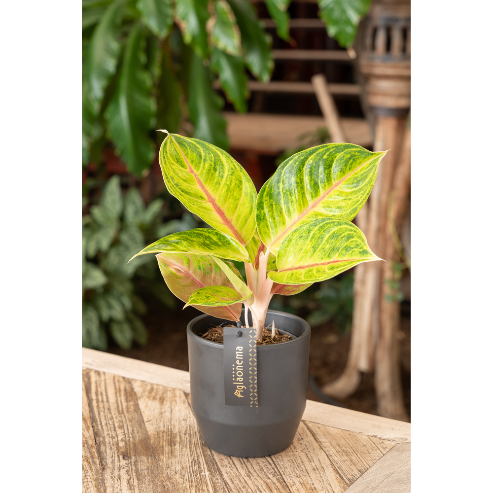 Aglaonema Iguana Red.