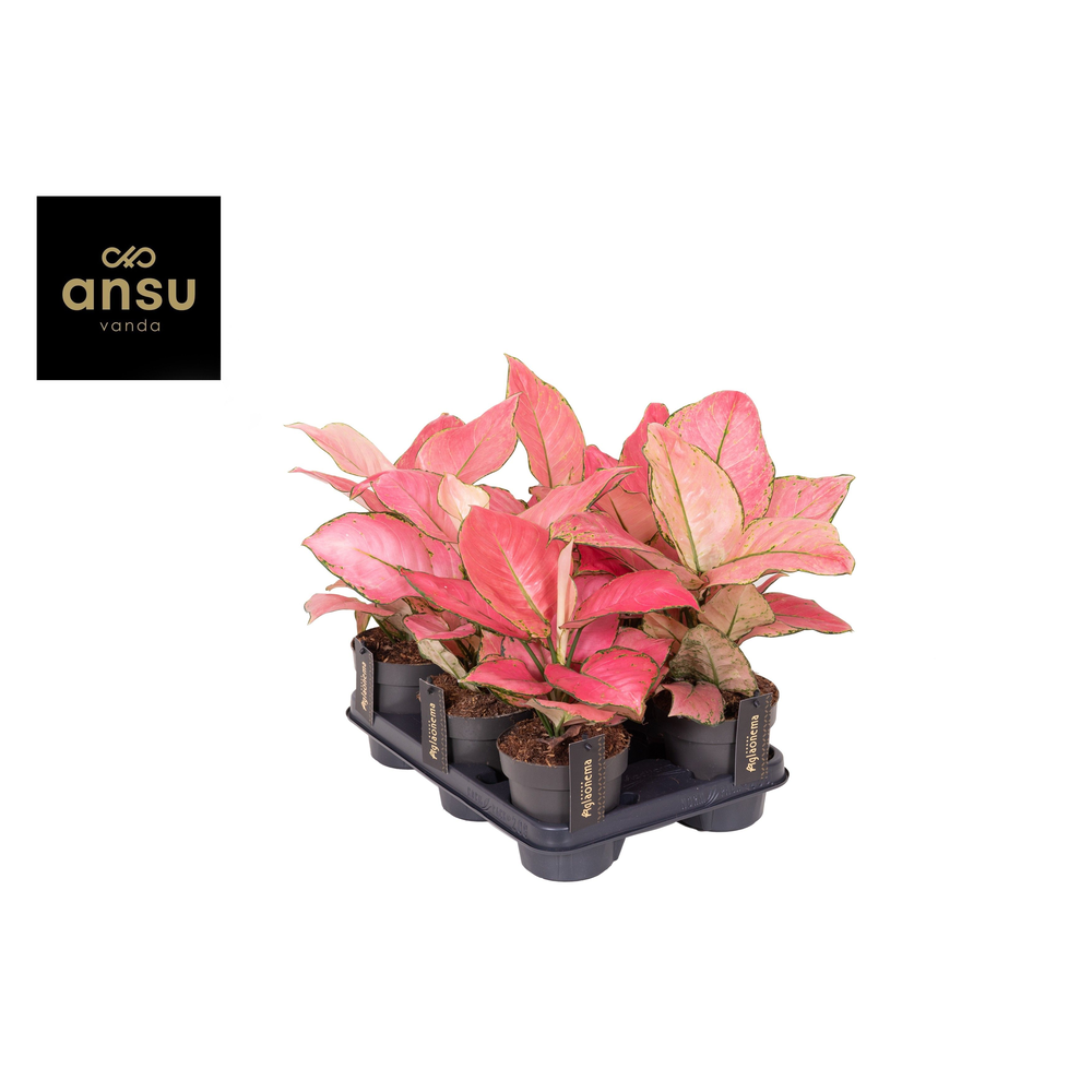 Aglaonema Raspberry Love.