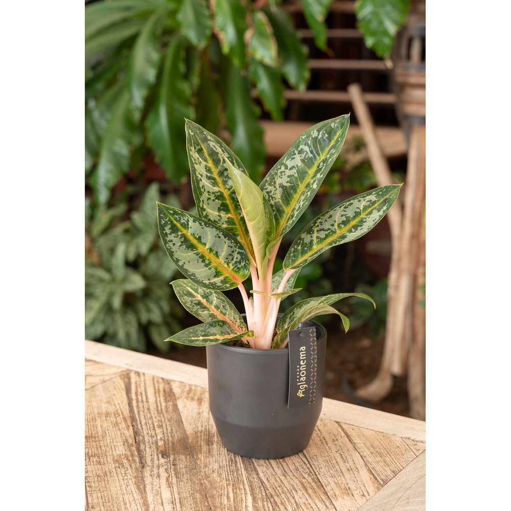 Aglaonema Orange Flame.