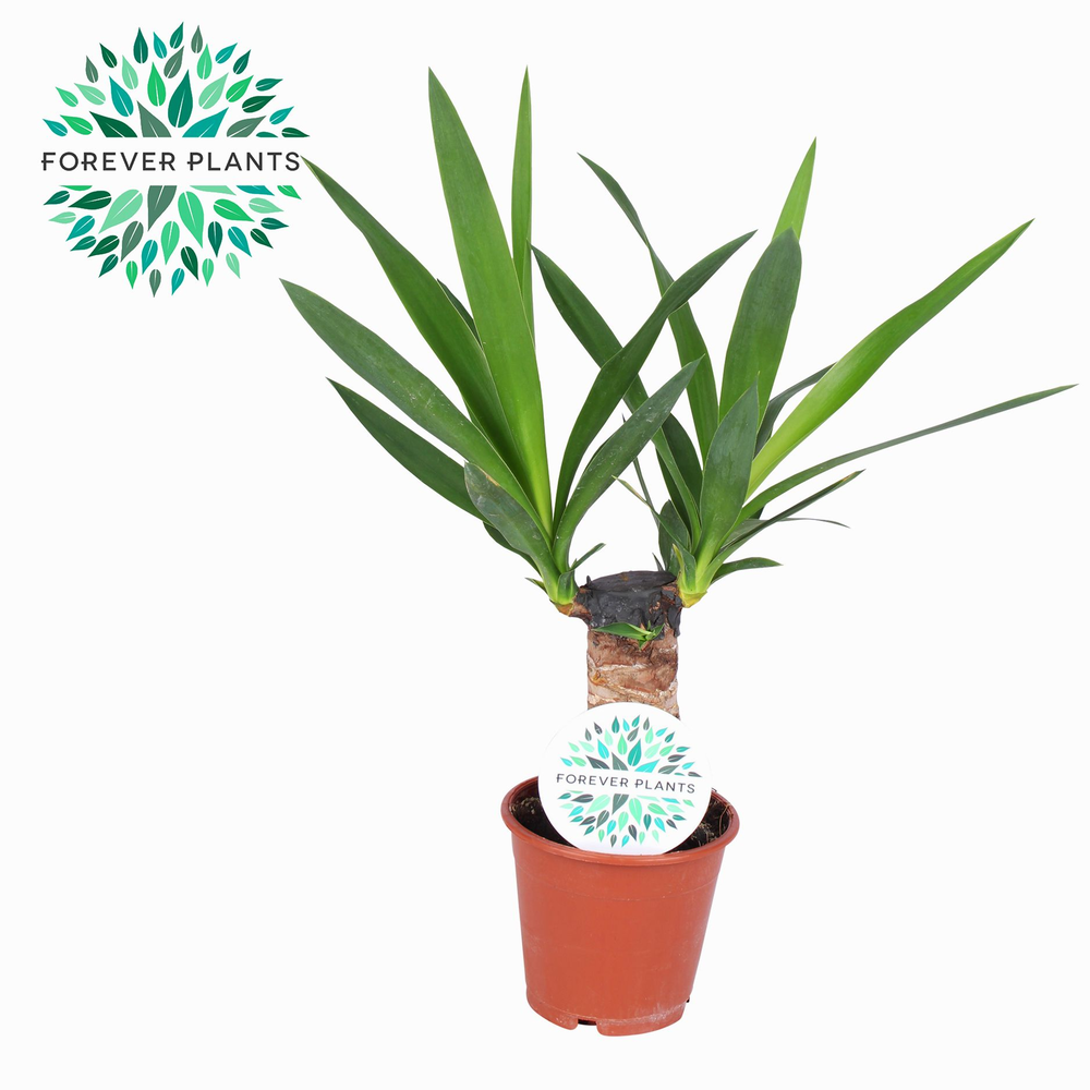 Yucca p12, 20 cm (2+ KOP).