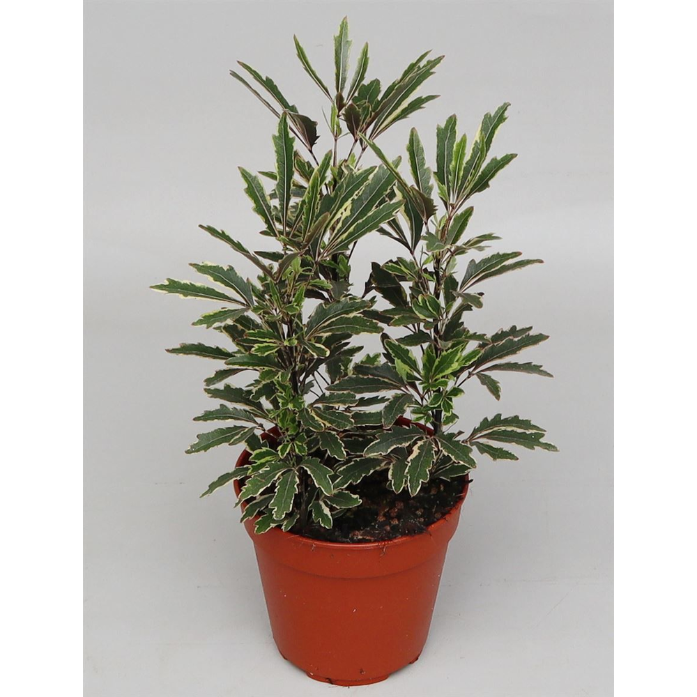 Dizygotheca eleg. 'Bianca'.