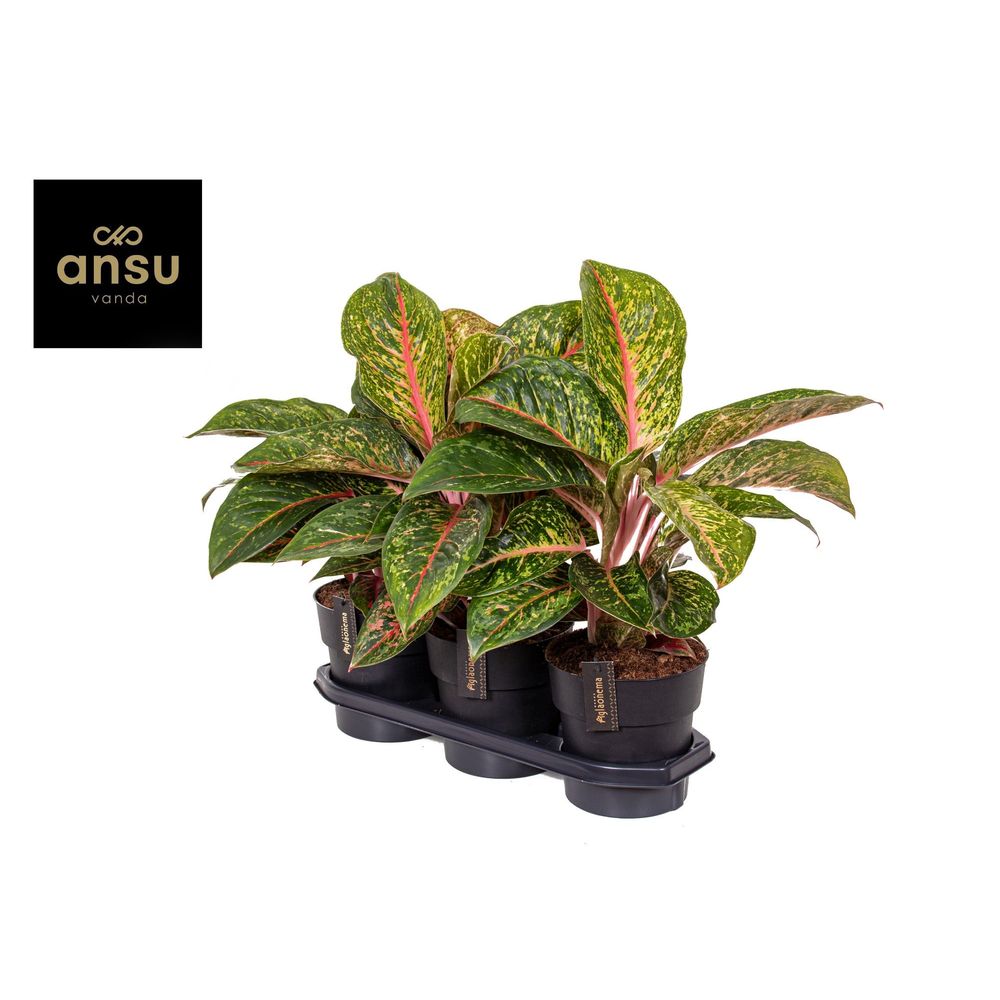 Aglaonema Lychee Red.