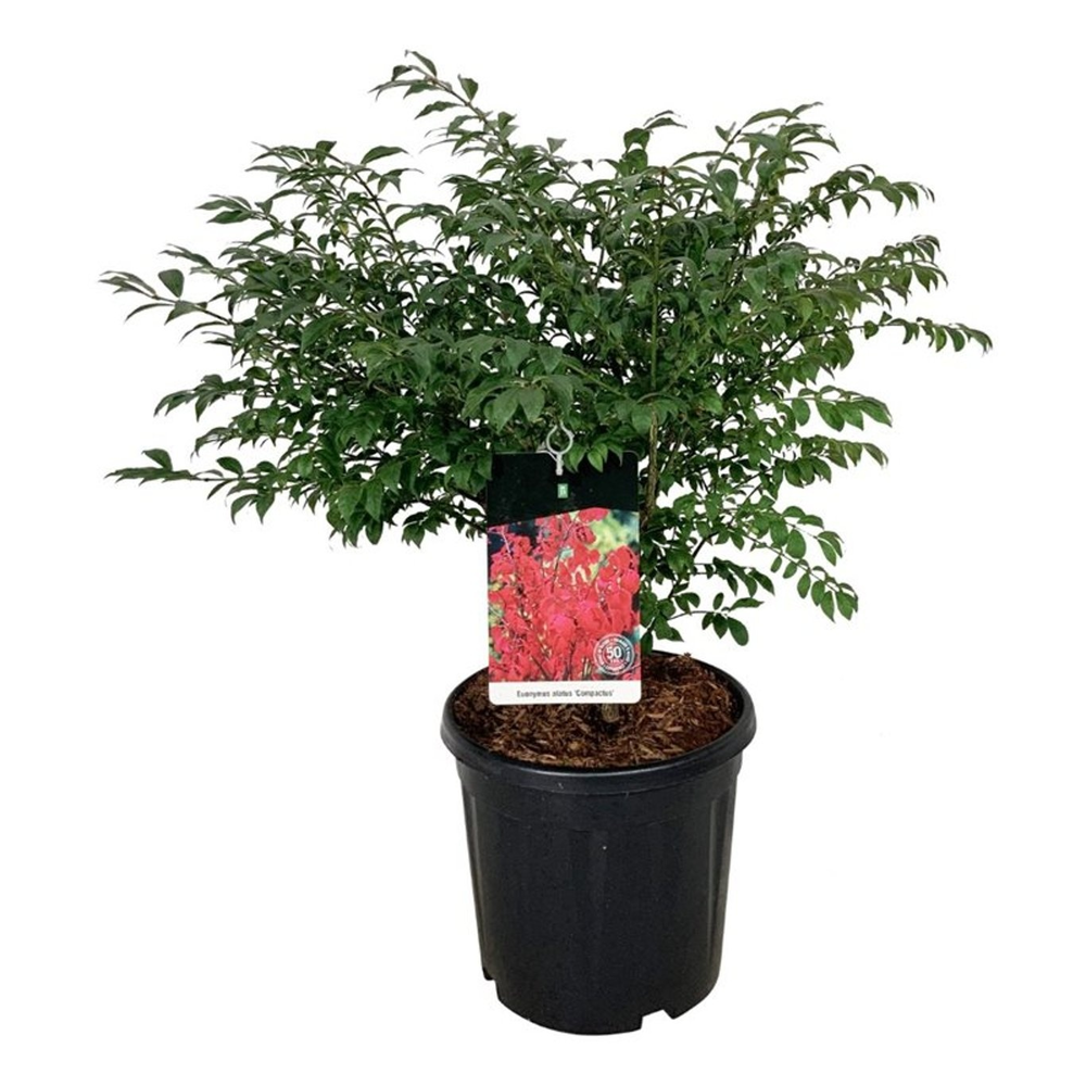 Euonymus alatus 'Compactus'.