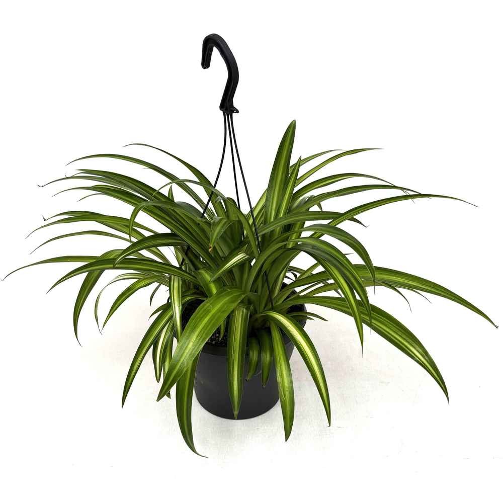 Chlorophytum com.'Hawaian Spider'.