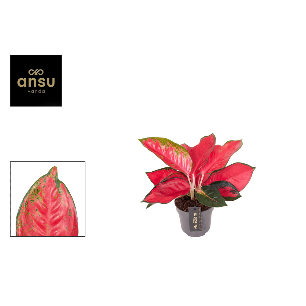 Aglaonema Chili Red.