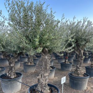 Olea Europaea.