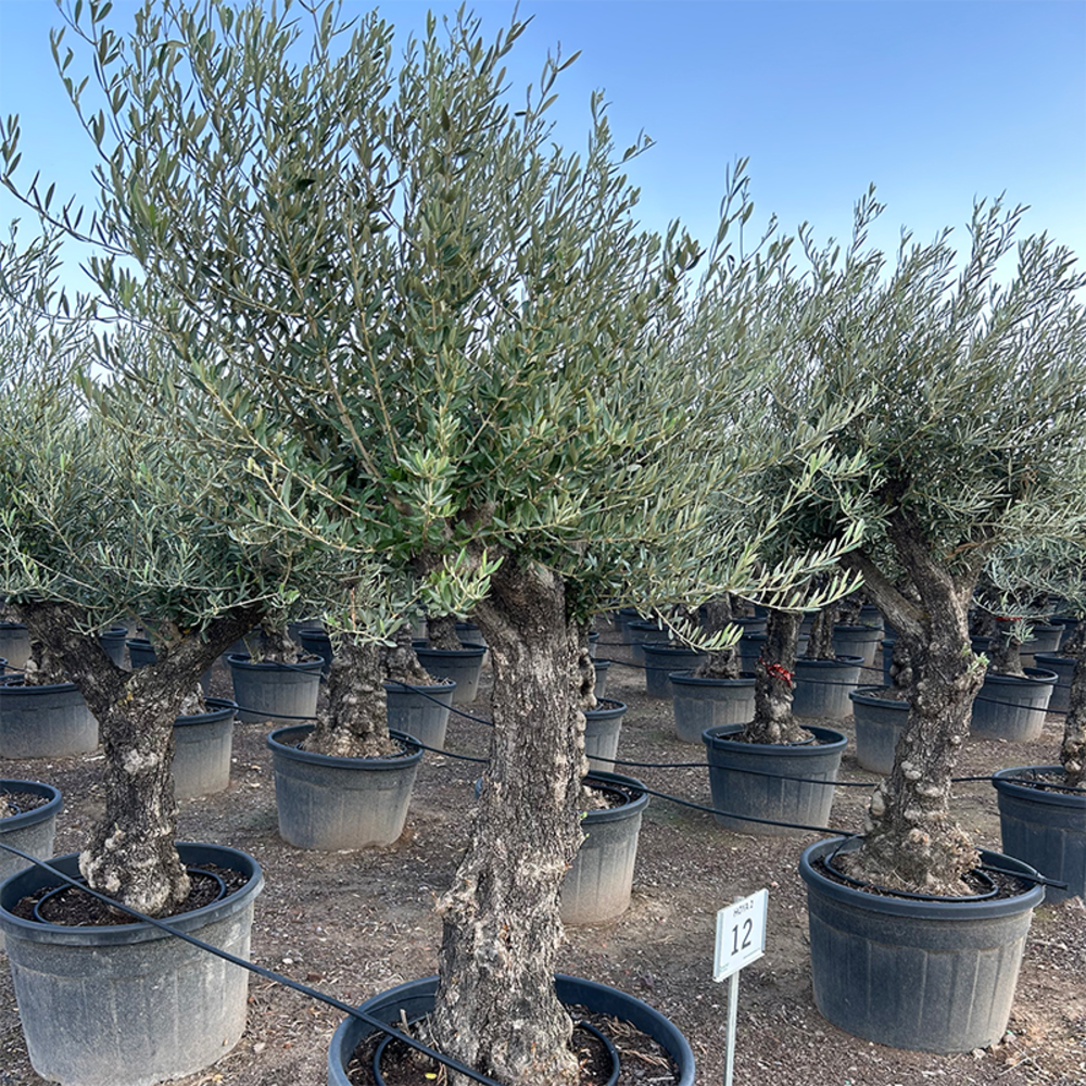 Olea Europaea.
