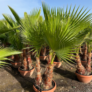 Washingtonia Robusta 3pp.