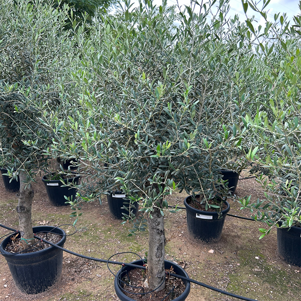 Olea Europaea.