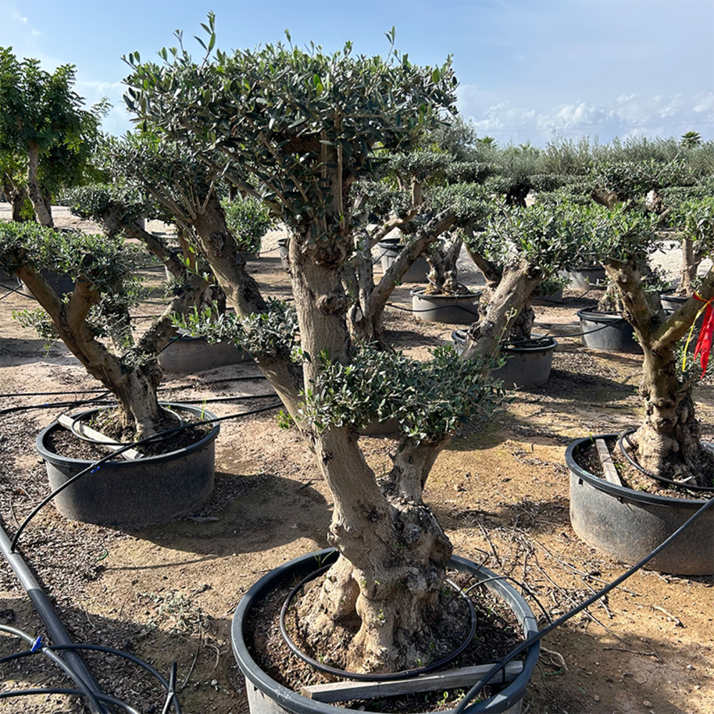 Olea Europaea Pon Pon.