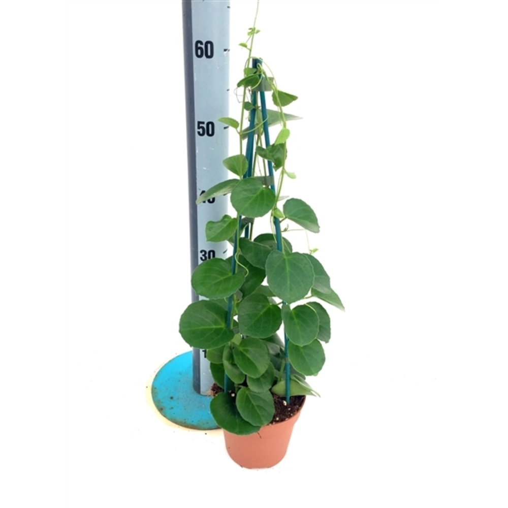 Cissus rotundifolia.