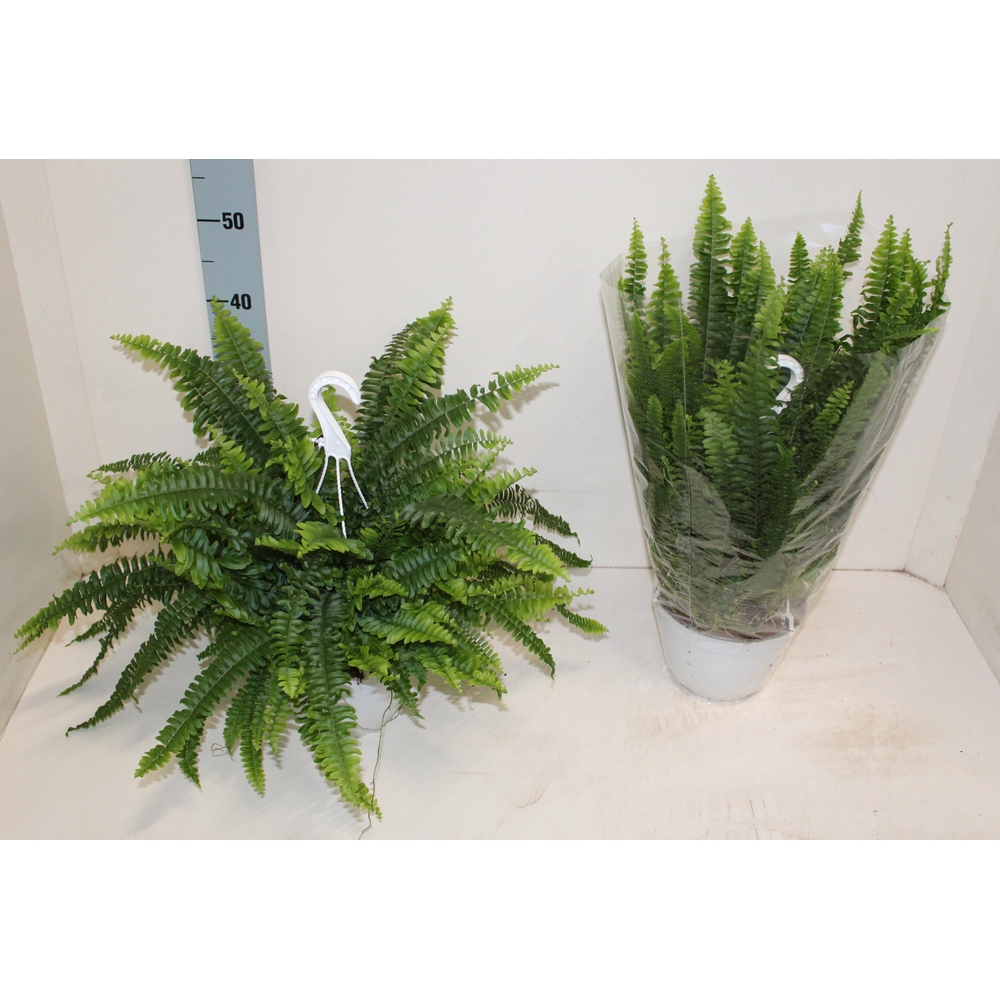 Nephrolepis Sonata Hangpot.