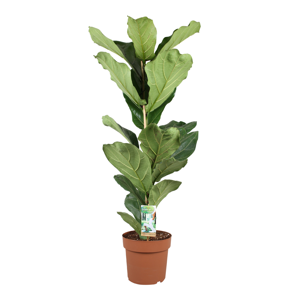 Ficus lyrata - hoogte 100-110.