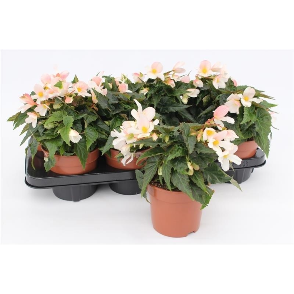 Begonia Waterfall White.