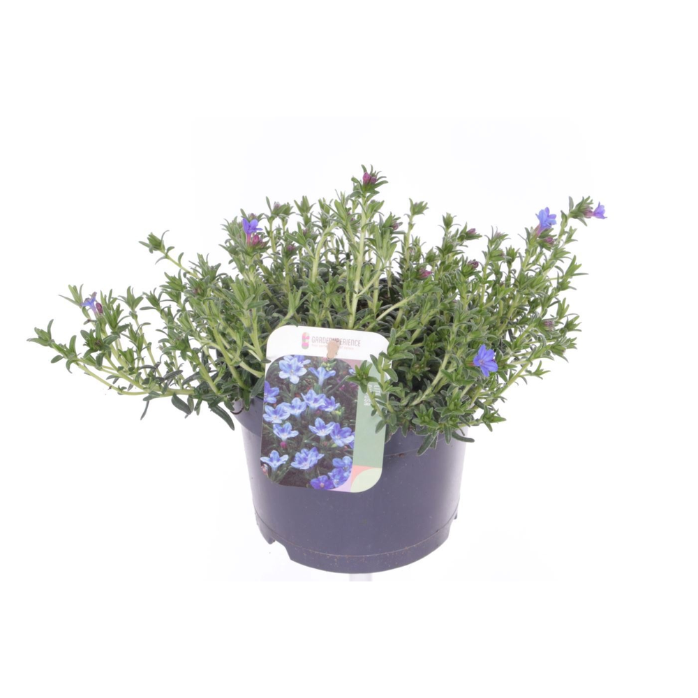 Lithodora diffusa Grace Ward.