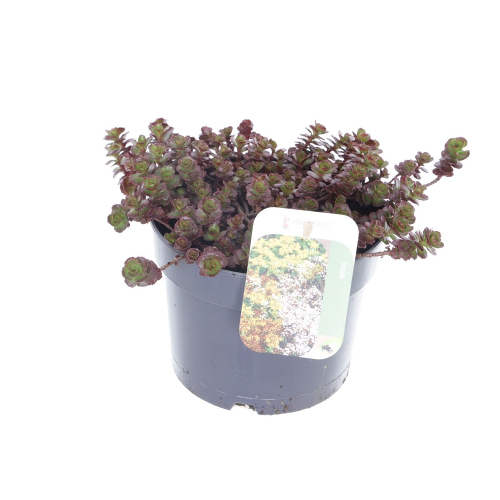 Sedum spurium Purple winter.