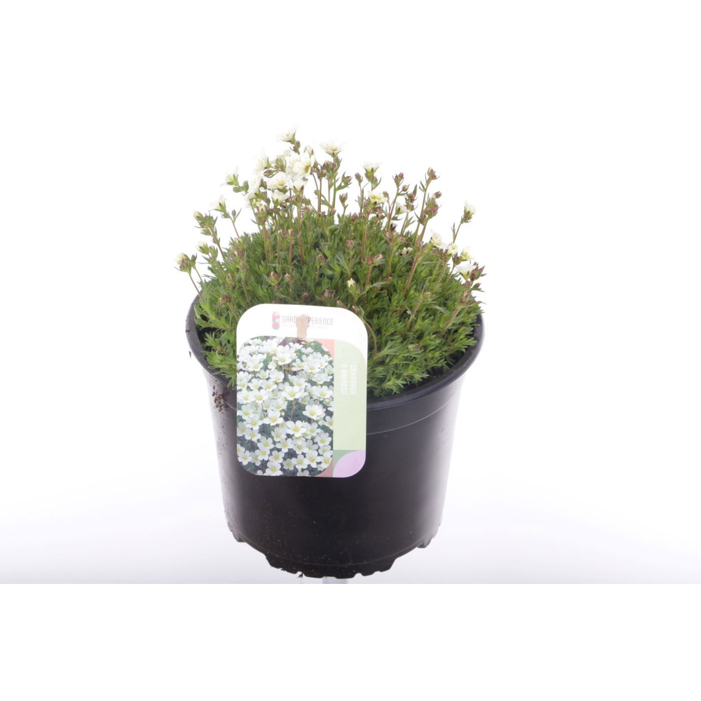 Saxifraga Pixie White.