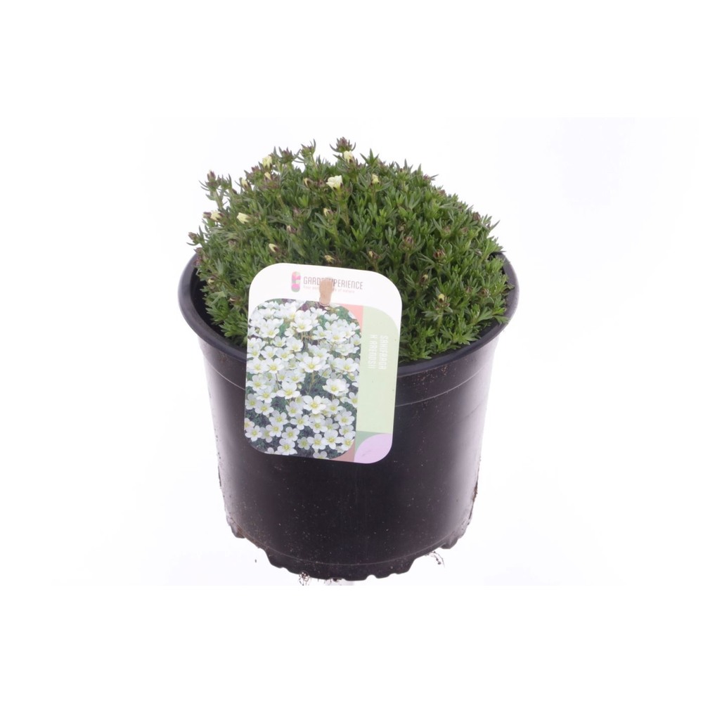 Saxifraga Pixie White.