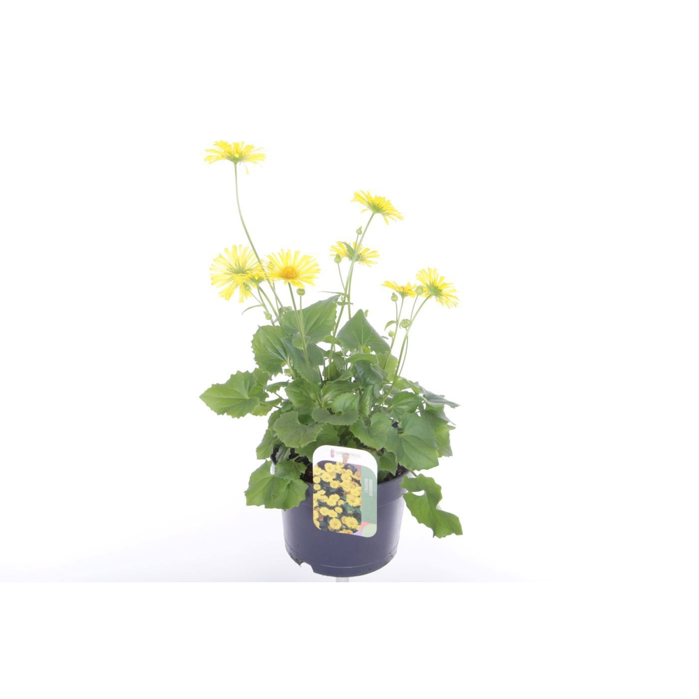 Doronicum orientale.