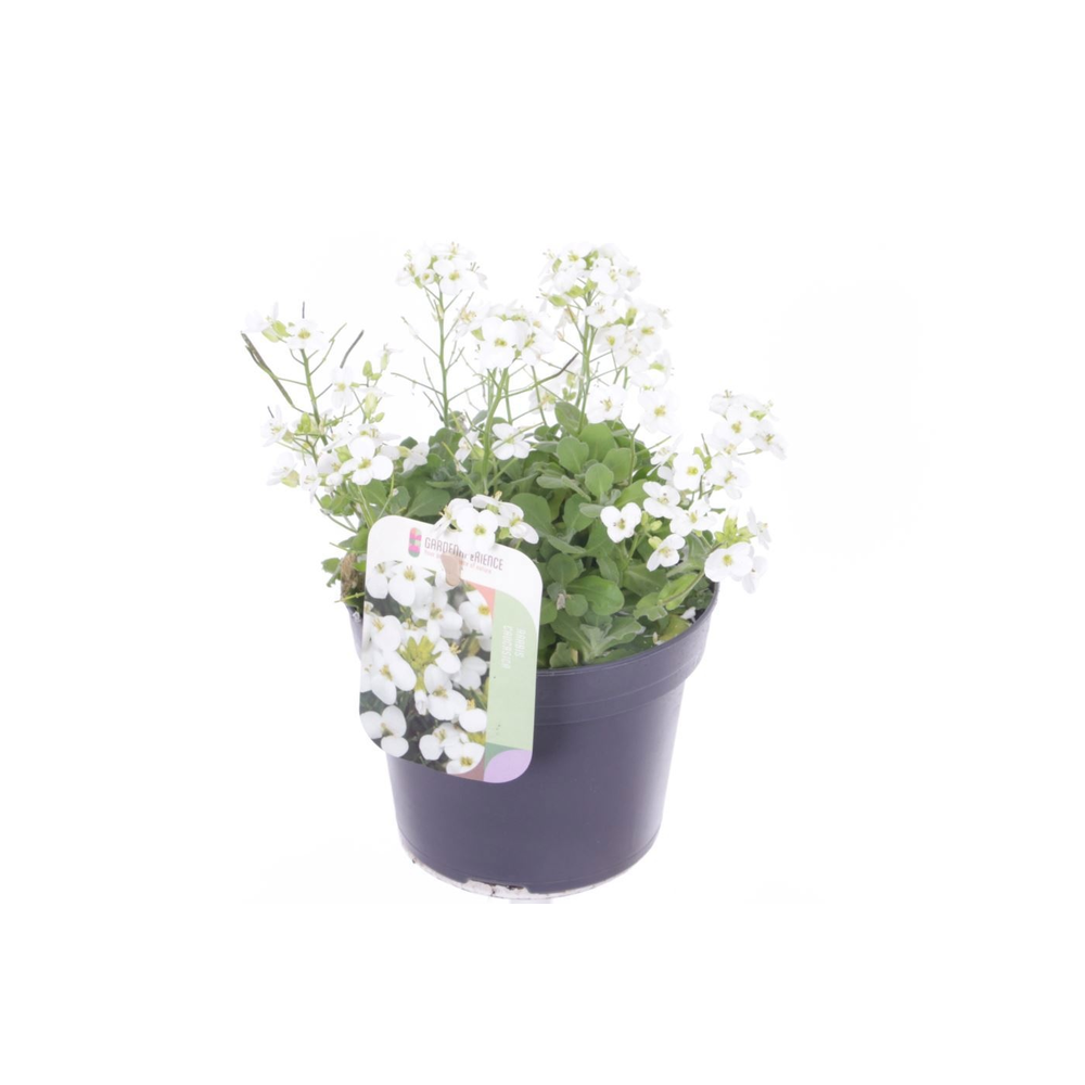 Arabis cauc. Little Treasure White.