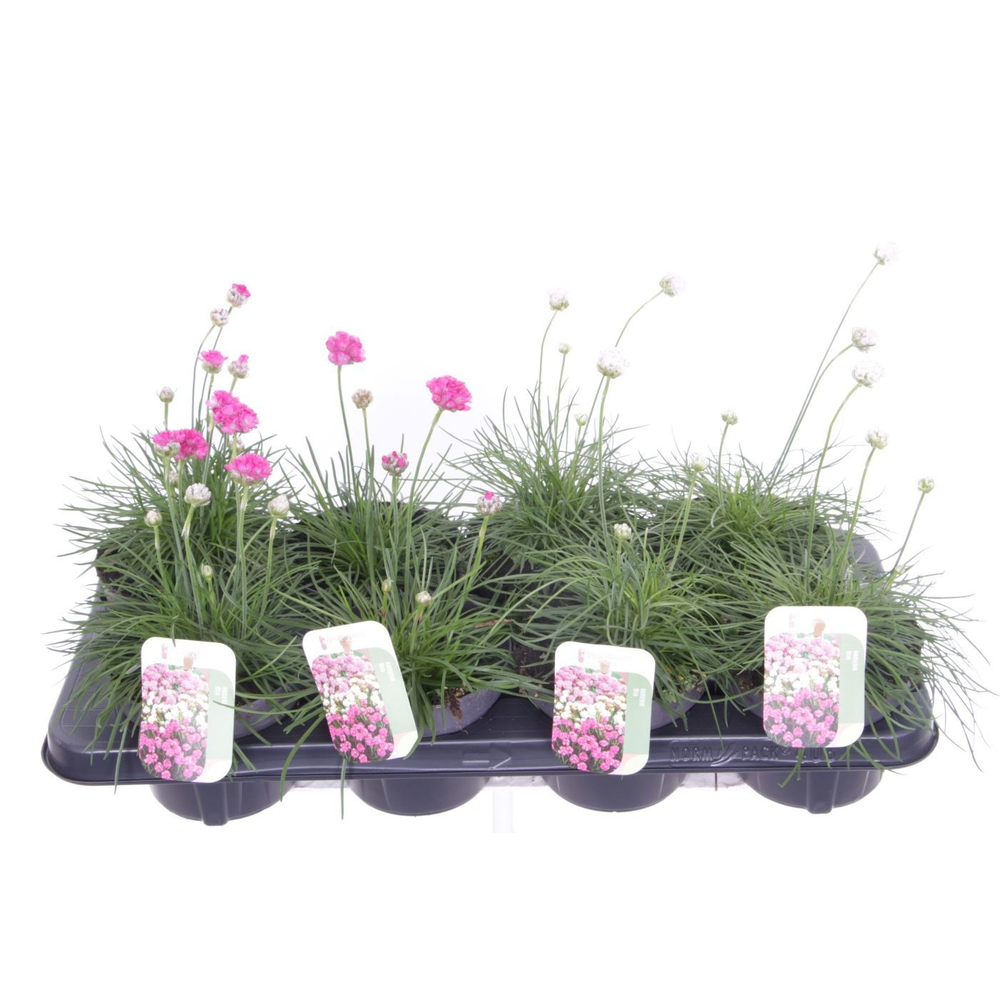 Armeria maritima mix.