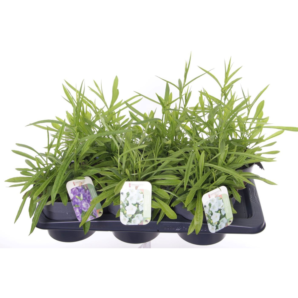 Campanula pers. Takion mix.