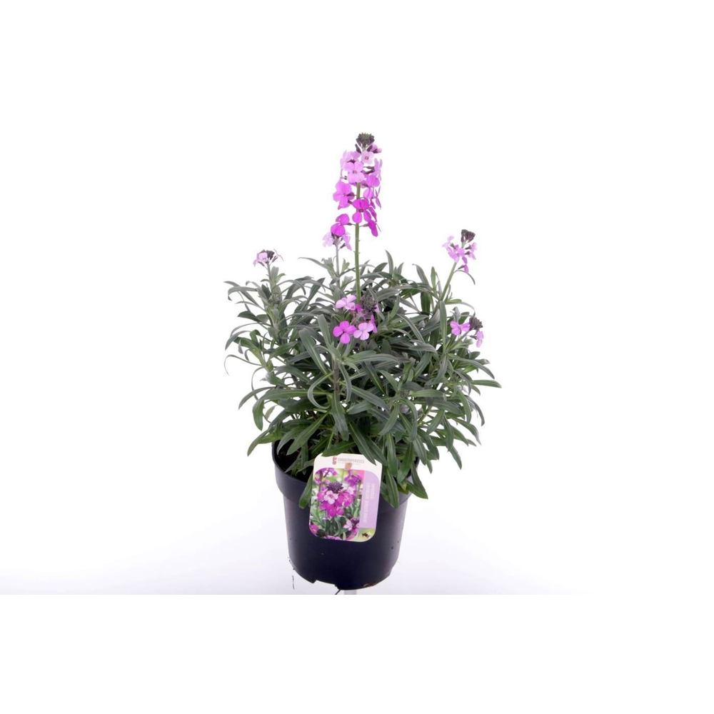 Erysimum lin. Bowles Mauve.