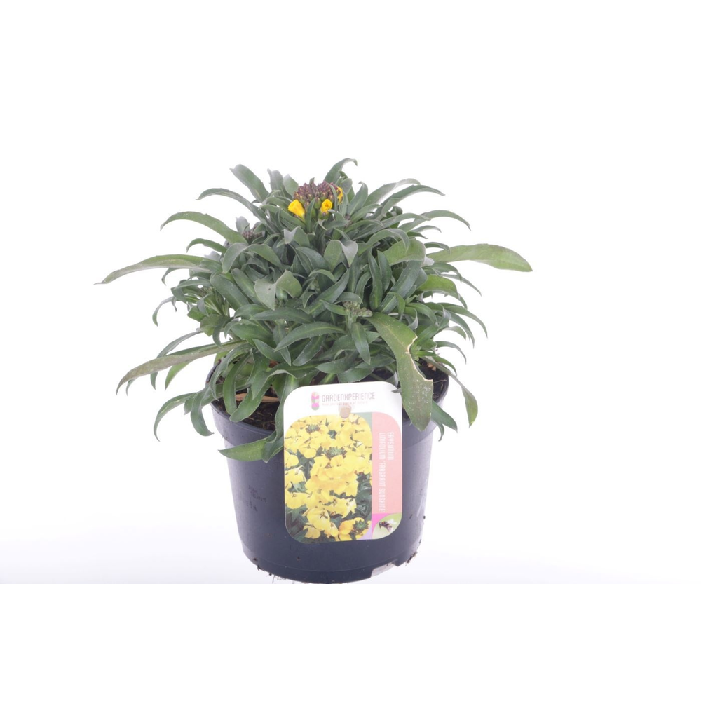 Erysimum lin. Fragrant Sunshine.